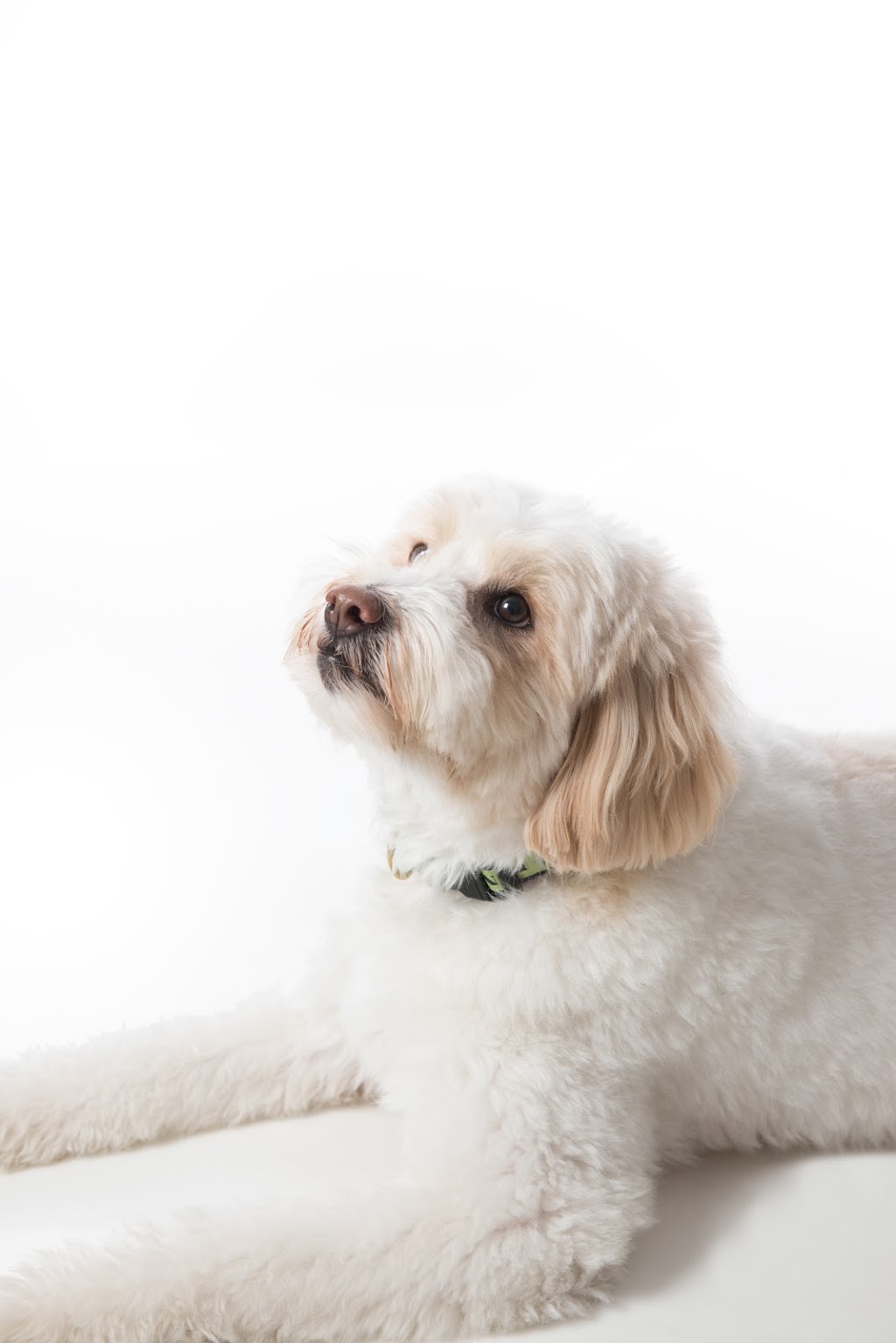 Clinique Vétérinaire Animalis | 2680 Boulevard Laurier E, Saint-Hyacinthe, QC J2R 1P8, Canada | Phone: (450) 771-6789