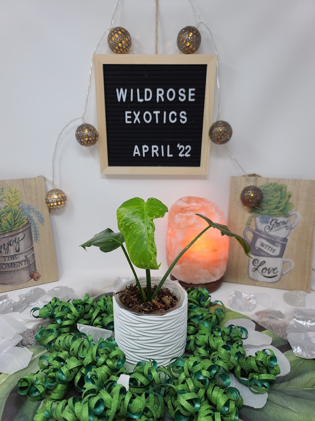 WildRose Exotics | 484 Hillcrest Cir SW, Airdrie, AB T4B 4B3, Canada | Phone: (306) 260-2154