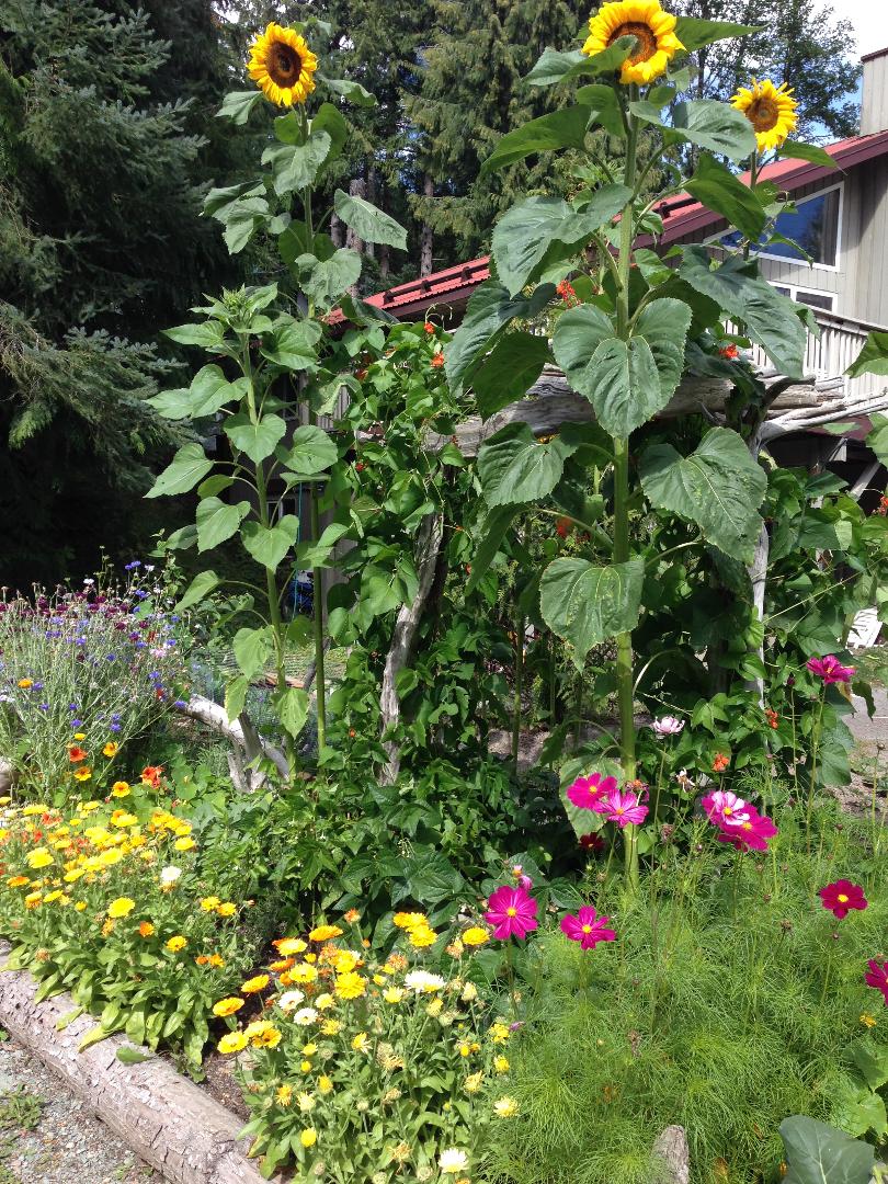 Coastal Urban Gardens | 8305 Rainbow Dr, Whistler, BC V8E 0G1, Canada | Phone: (604) 966-7384