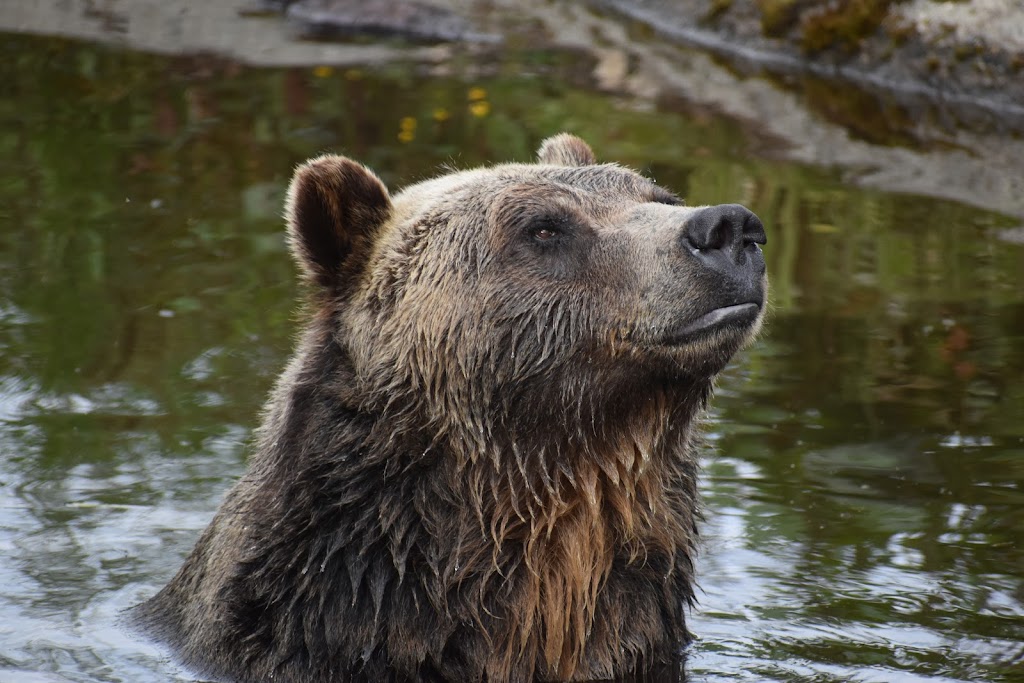 Grouse Mountain | 6400 Nancy Greene Way, North Vancouver, BC V7R 4K9, Canada | Phone: (604) 980-9311