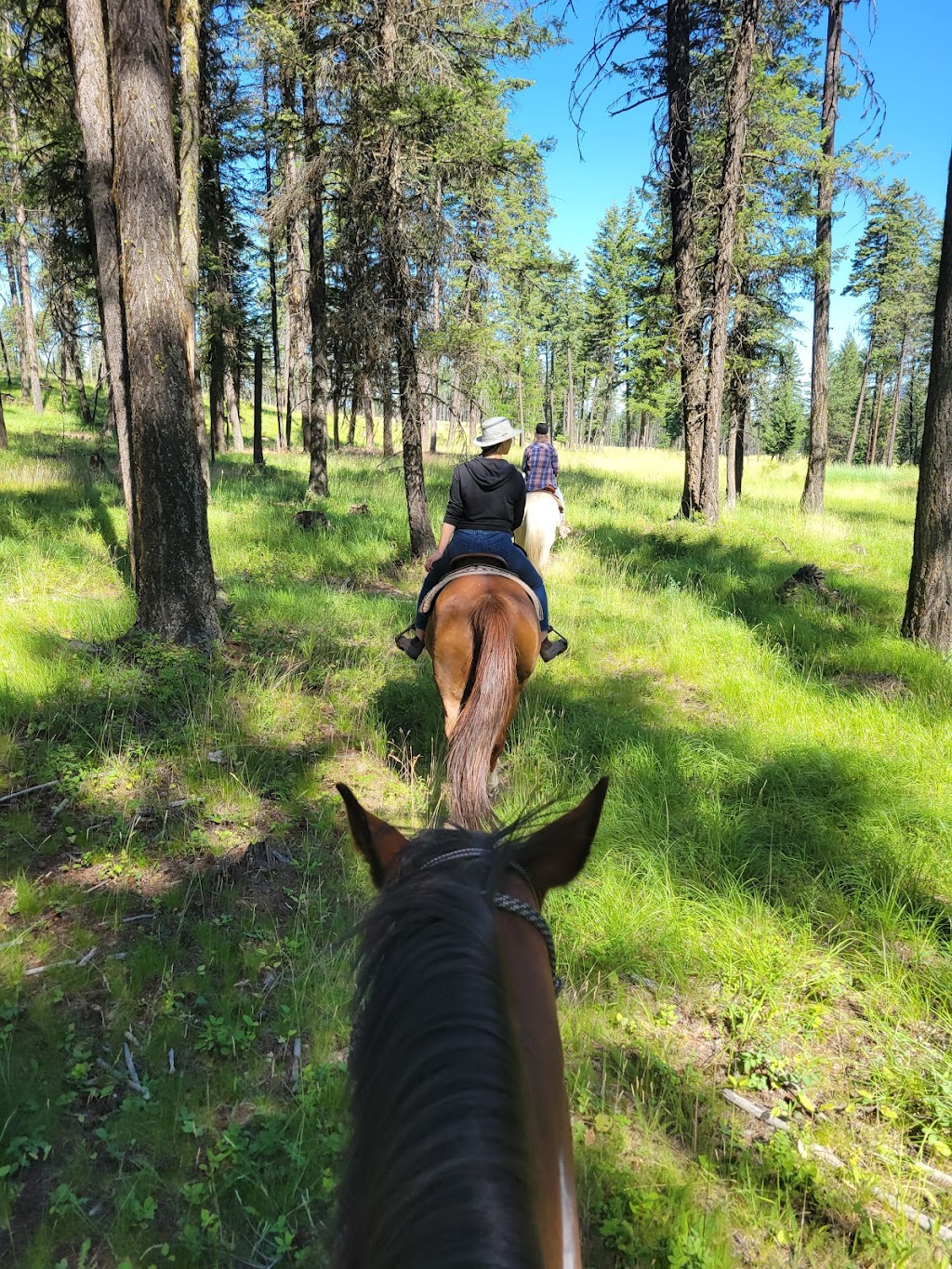 Freedom Equine Association | 4344 Fenwick Rd, Wardner, BC V0B 2J0, Canada | Phone: (250) 430-2233