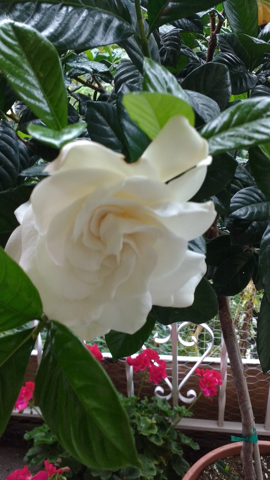 Flowers By Ann, Personally Yours | 66 Hamilton Plank Rd, Port Dover, ON N0A 1N7, Canada | Phone: (519) 583-0973