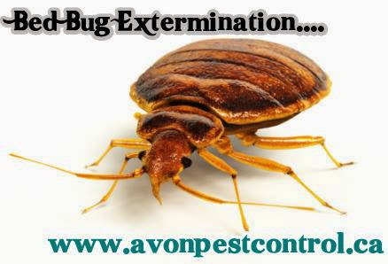 Avon Pest Control Surrey-Delta | 37-6366 126 St, Surrey, BC V3X 1T9, Canada | Phone: (604) 239-1615