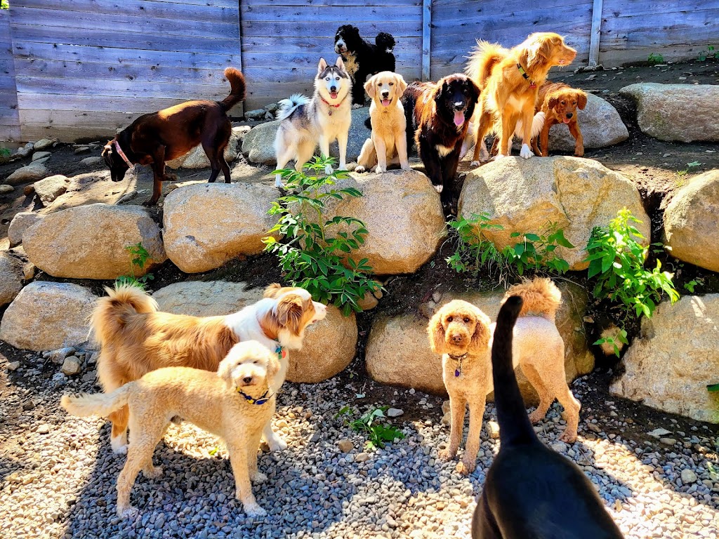 Complexe Canin PsychoPattes | 4100 Bd de Sainte-Adèle, Sainte-Adèle, QC J8B 2N7, Canada | Phone: (438) 998-5852