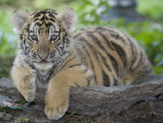 Safari Zoo Camp | 3667 Concession Rd 6, Orono, ON L0B 1M0, Canada | Phone: (905) 983-8217