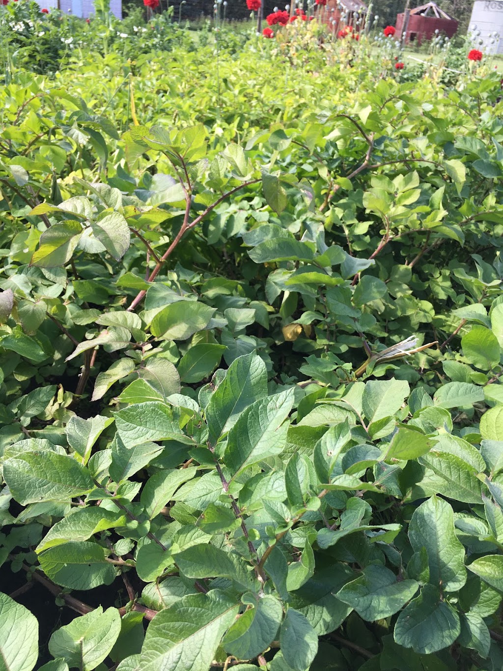 EarthApples Seed Potatoes | 4 Legend Trail, Stony Plain, AB T7Z 0B1, Canada | Phone: (780) 963-6708