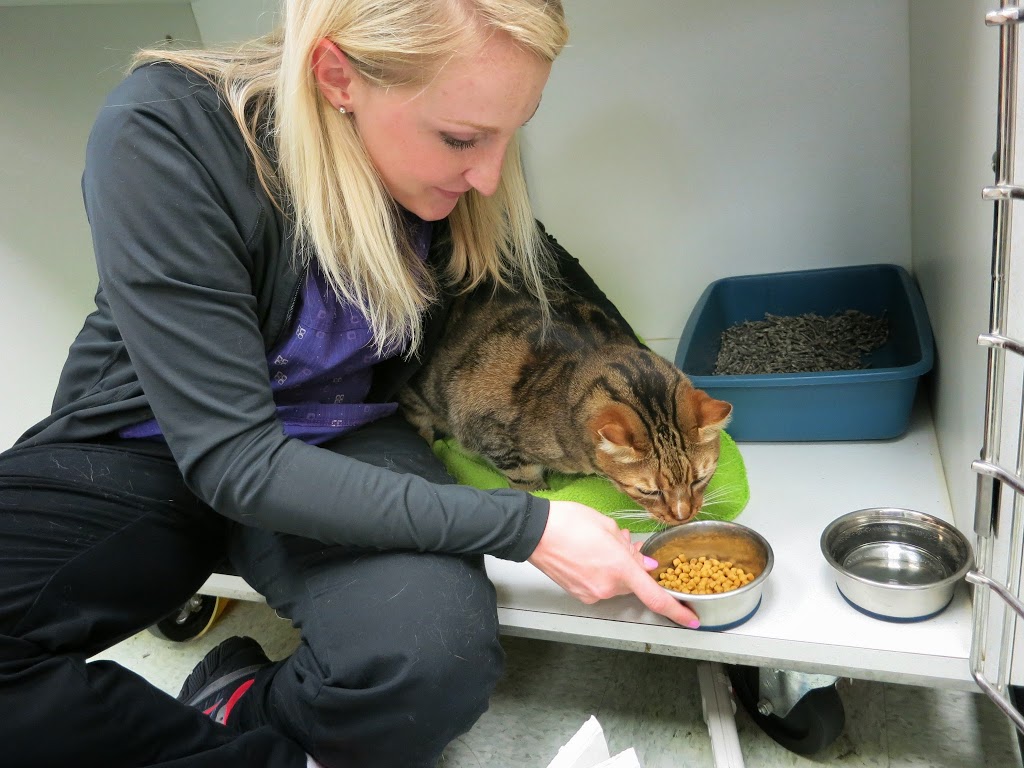 Foothills Animal Hospital | 34 Southridge Dr #6, Okotoks, AB T1S 2G5, Canada | Phone: (403) 938-3791