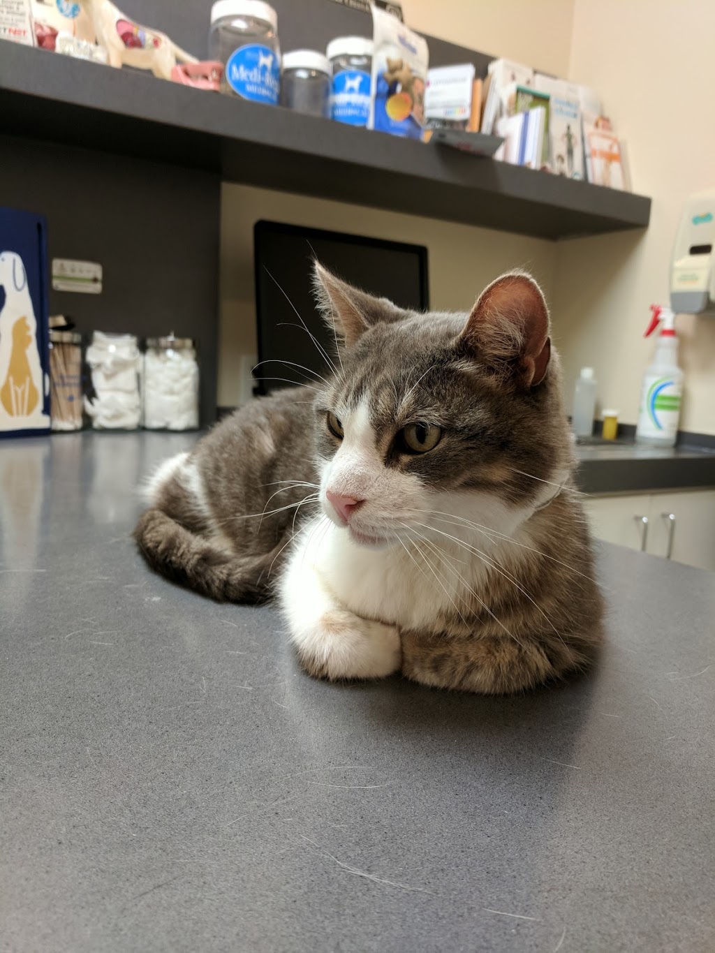 Veterinary Clinic Ile Jesus | 3625 Boulevard Dagenais O, Laval, QC H7P 5C9, Canada | Phone: (450) 963-6612