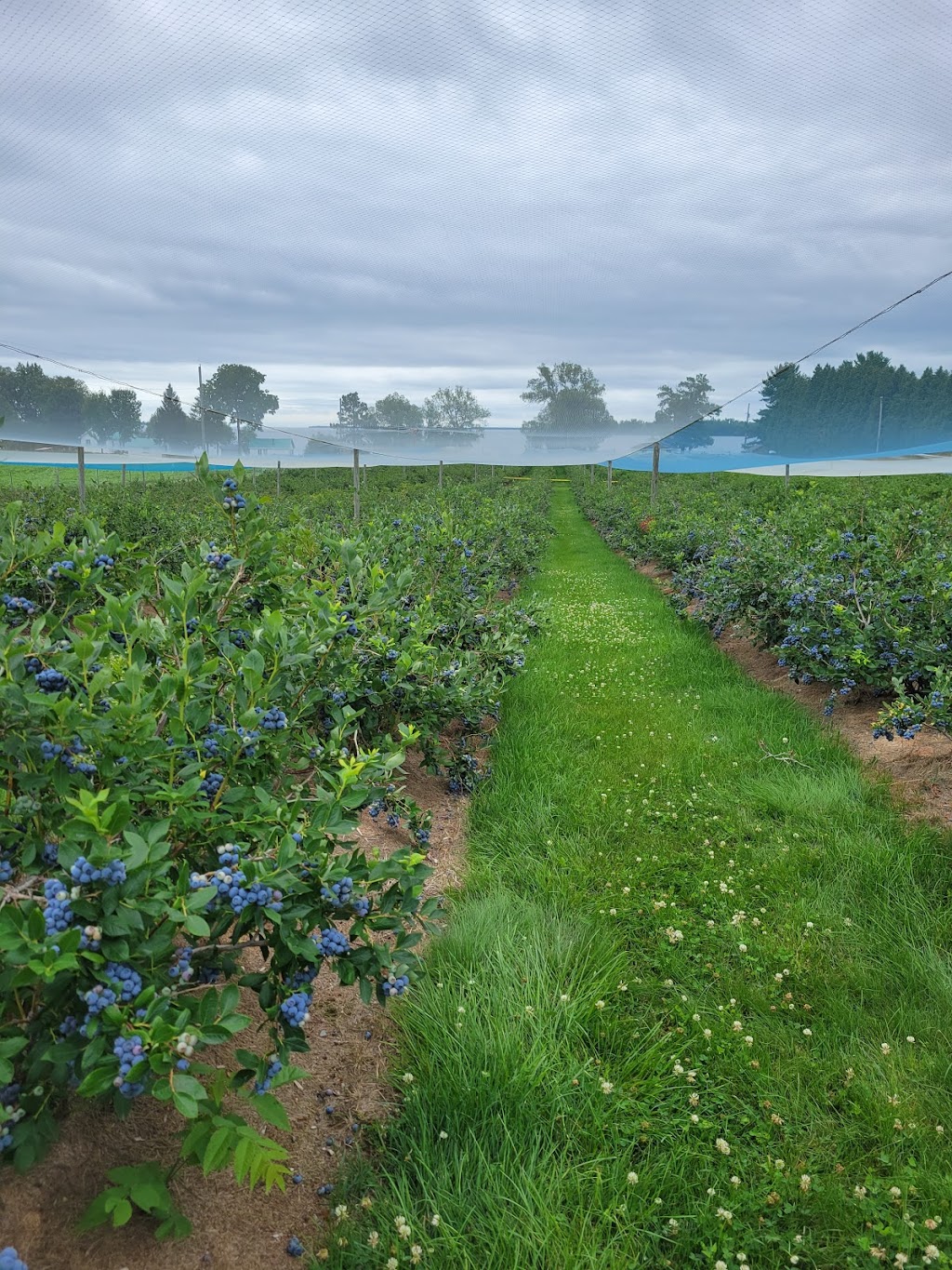 The Blueberry Patch | 2984 County Rd 8, Prince Edward, ON K0K 2T0, Canada | Phone: (613) 476-1309