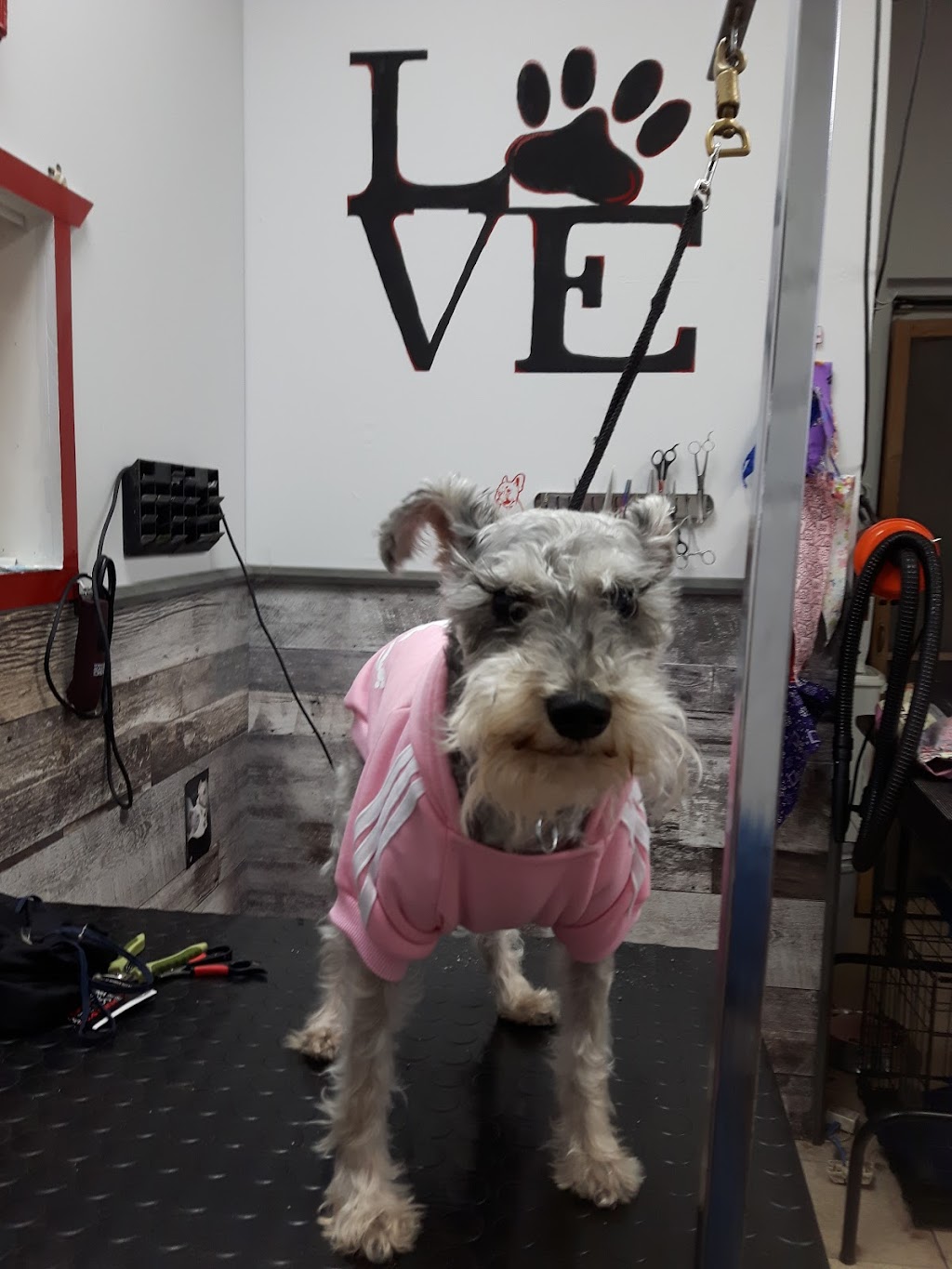 Boutique d’animaux Chico Boisbriand | 39 Chem. de la Grande-Côte, Boisbriand, QC J7G 1C8, Canada | Phone: (450) 430-8485
