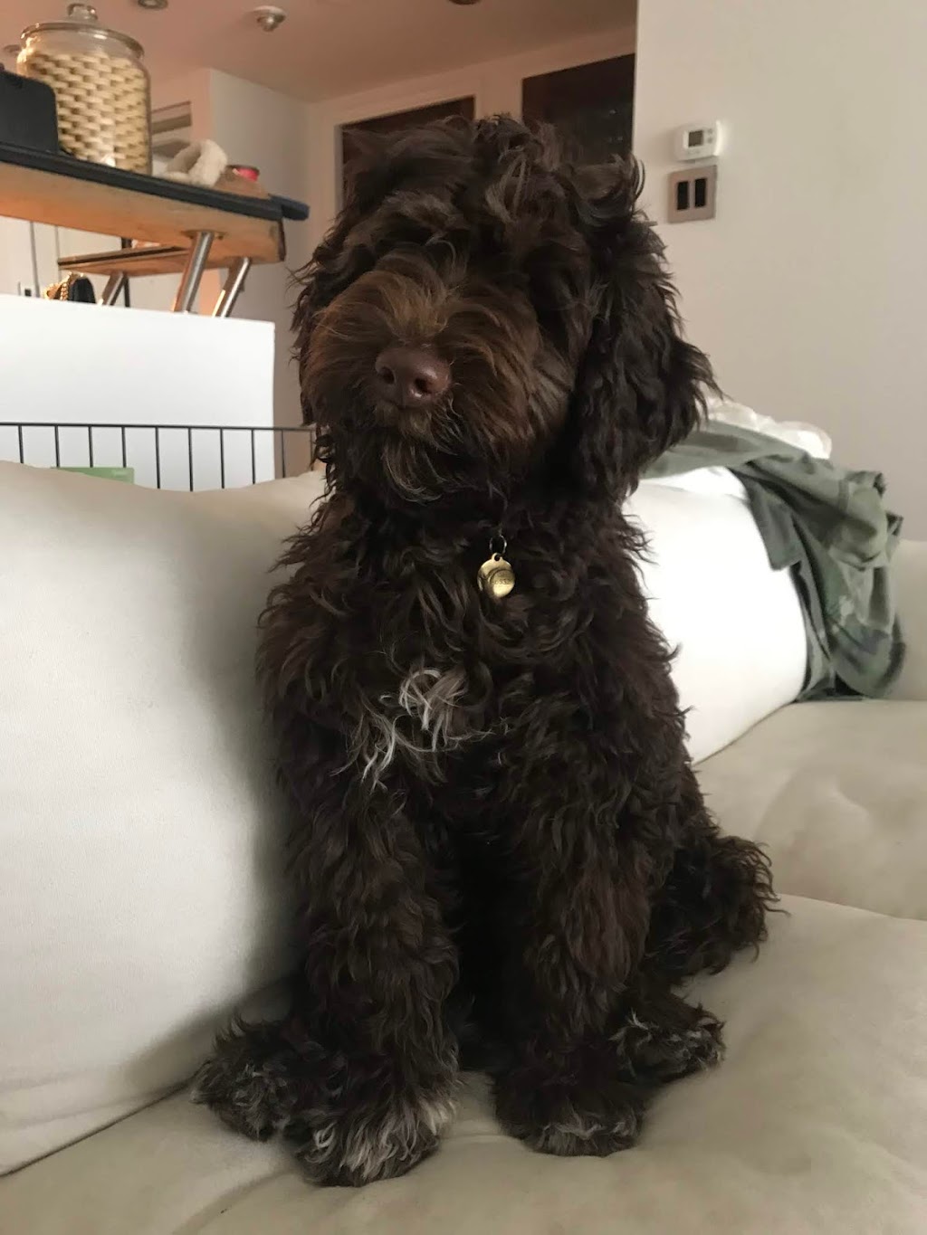 LunaNova Portuguese Water Dogs - Carolynne Issa | LANDLORD/OWNER, 26 McKenzie St, Cambridge, ON N1R 4E1, Canada | Phone: (519) 590-4619