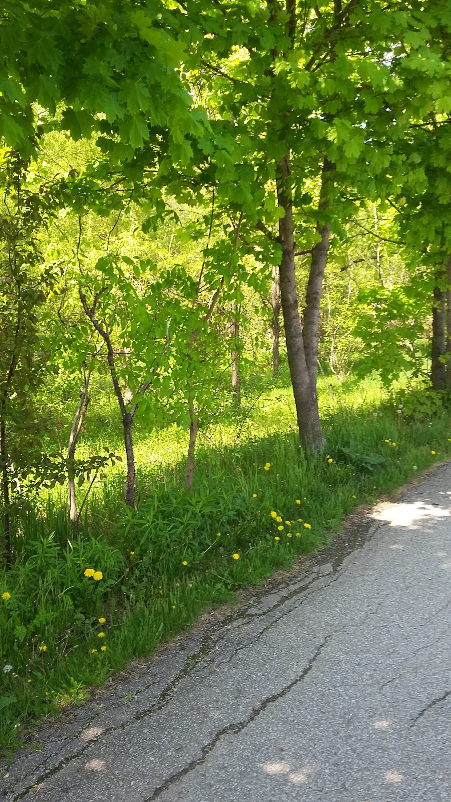 Lisgar Green Park | 6140 Osprey Blvd, Mississauga, ON L5N 3S5, Canada | Phone: (905) 615-4311