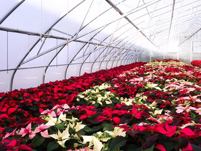 Sumas Gro-Media Ltd | 42481 Industrial Way, Chilliwack, BC V2R 0P4, Canada | Phone: (604) 823-6688