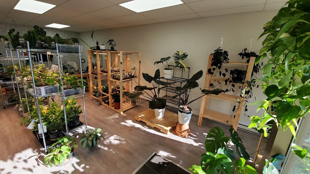 veryplants | 29 Rue Sainte-Anne, Sainte-Anne-de-Bellevue, QC H9X 1L2, Canada | Phone: (514) 500-2232