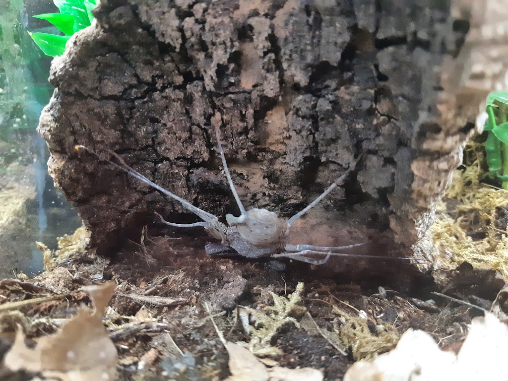 Tarantula Canada | 3101 Bd Dagenais O, Laval, QC H7P 1T8, Canada | Phone: (514) 484-4101