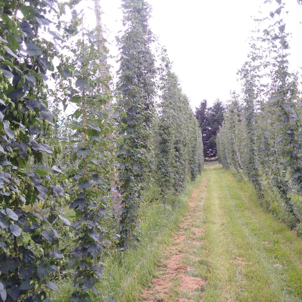 The Tavistock Hop Company | Perth County Line 26, Perth East, ON N0B 2R0, Canada | Phone: (519) 502-2943
