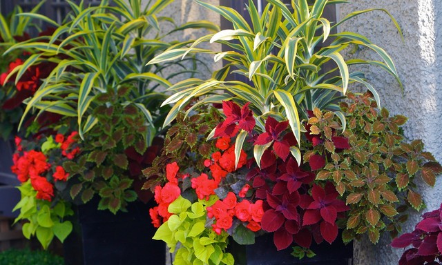 POTSCAPES Container Gardening | 1847-B Tsawwassen Dr N, Delta, BC V4M 4G2, Canada | Phone: (778) 989-7170
