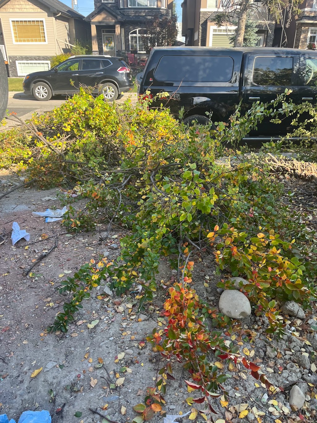 Stump Grinding Tree Service | 167 Edgemont Estates Dr NW, Calgary, AB T3A 2M4, Canada | Phone: (587) 586-1866