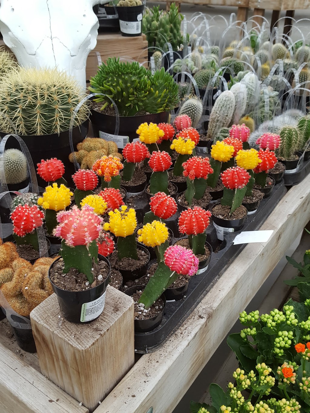 Shelmerdine Garden Centre Ltd | 7800 Roblin Blvd, Headingley, MB R4H 1B2, Canada | Phone: (204) 895-7203