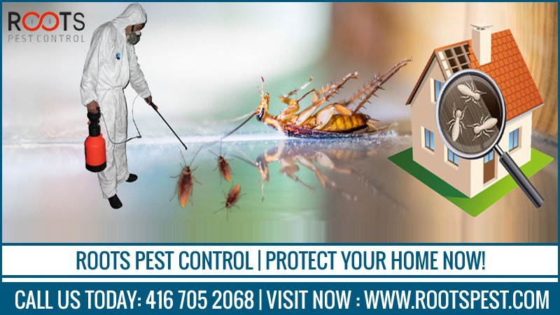 Roots Pest Control | postal code, 475 Bramalea Rd Unit #183, Brampton, ON L6T 2X3, Canada | Phone: (416) 705-2068