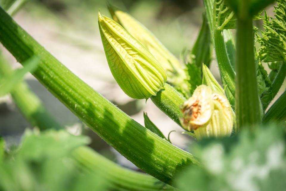 Les Jardins Alexandrins Inc. | 1410 Mnt Lacroix, Le Haut-Richelieu, QC J0J 1S0, Canada | Phone: (514) 609-7257