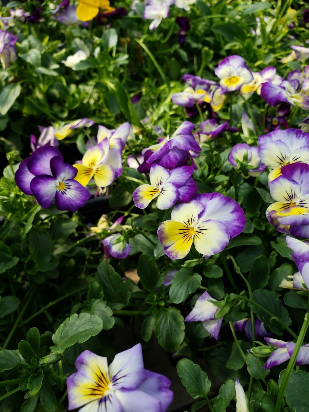 De Herdt Gardens ltd | Box 4778, 5706 49 St, Barrhead, AB T7N 1A6, Canada | Phone: (780) 674-2844