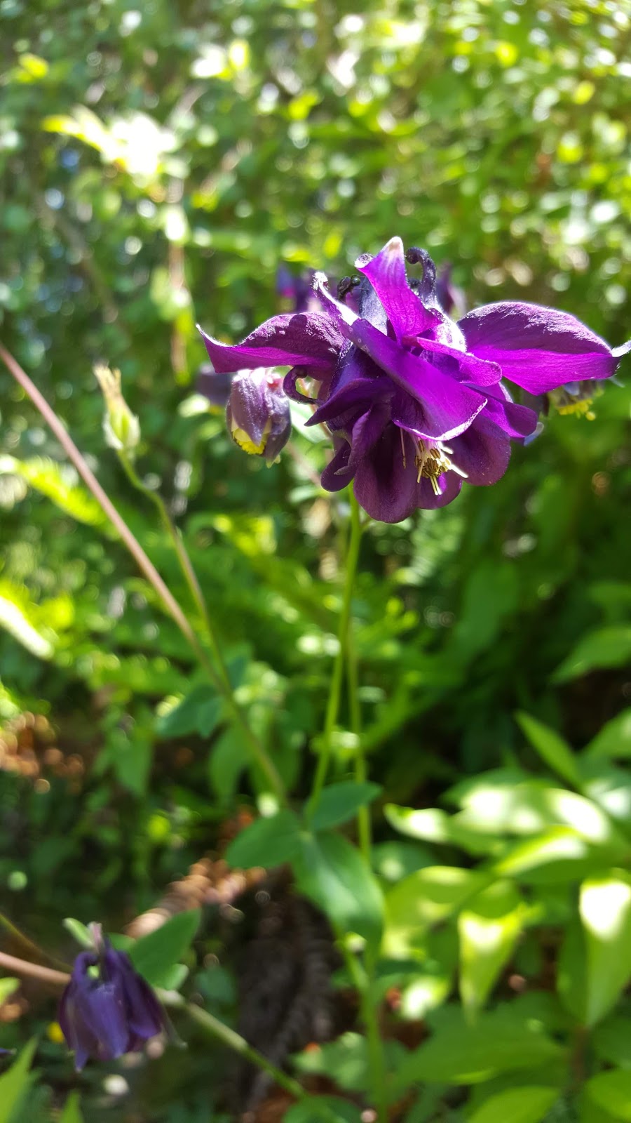 Lillian Hoffar Park | 10563 McDonald Park Rd, North Saanich, BC V8L 3J2, Canada