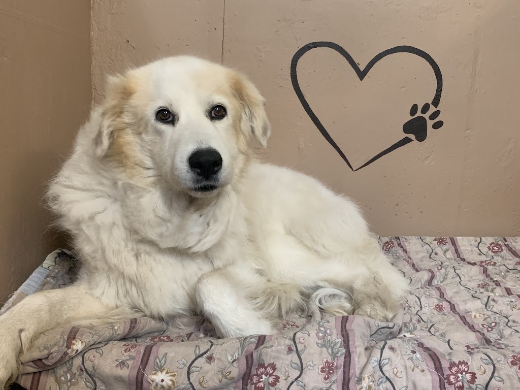 No Pawblems K9 Camp & Cathouse | 277 Parker Rd, Gibsons, BC V0N 1V1, Canada | Phone: (604) 886-8659