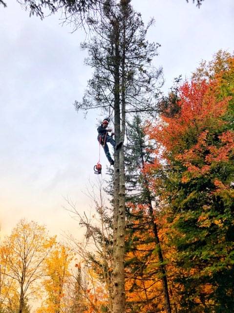 DiZler Tree Services | point of interest | Line 13, Warminster, ON L0K 2G0, Canada | 7053213013 OR +1 705-321-3013