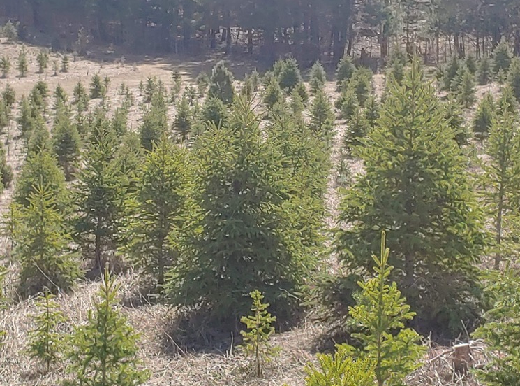 Hill Haven Christmas Trees | Jackson Lake Provincial Rd. 352 South East on Rural Rd. 59 North Gate number 58142 NE28, 10 12W, Sidney, MB R0H 1L0, Canada | Phone: (204) 466-2654