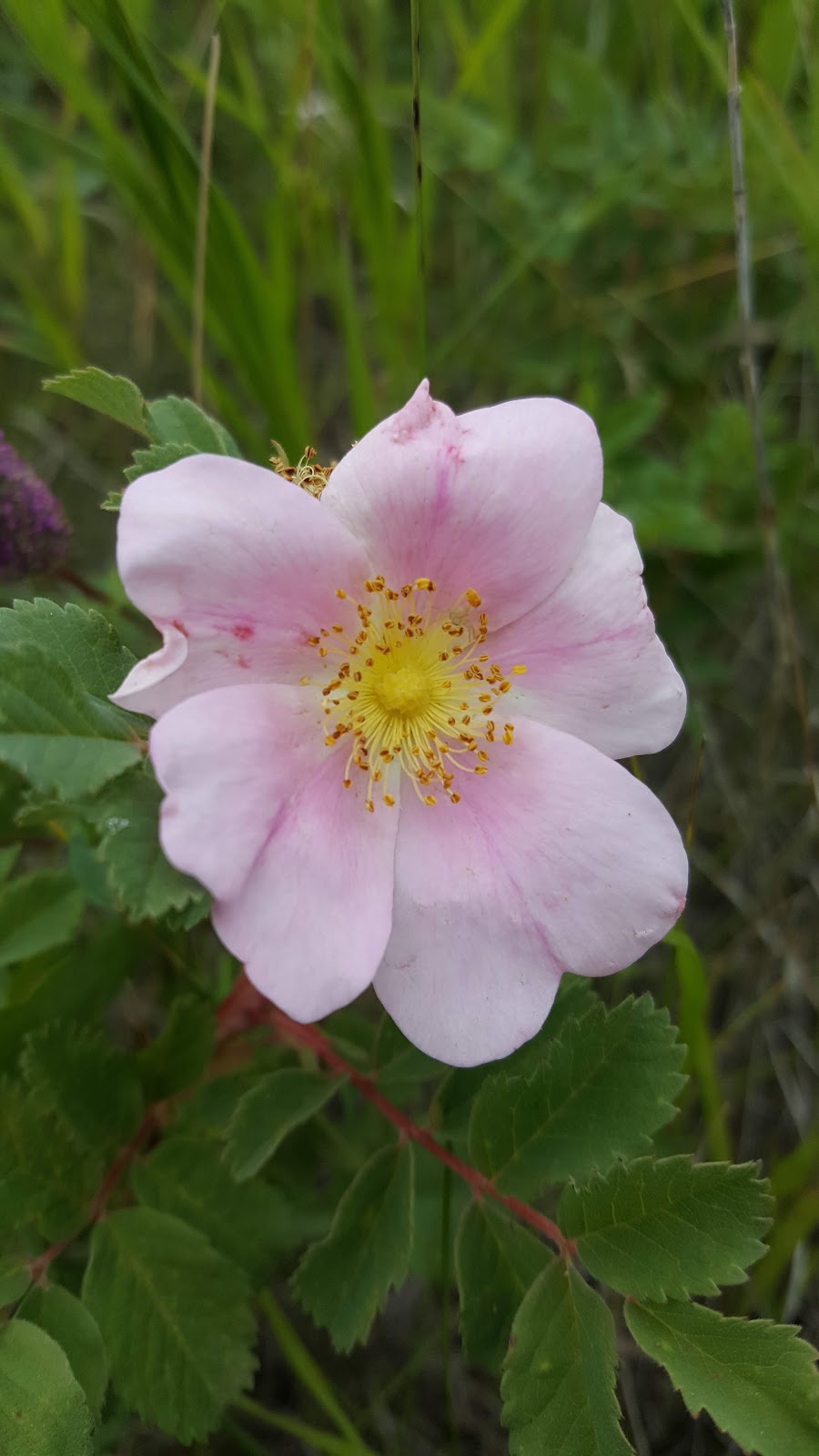 Fairy Hill Trail | Lumsden No. 189, SK S0G 0W0, Canada
