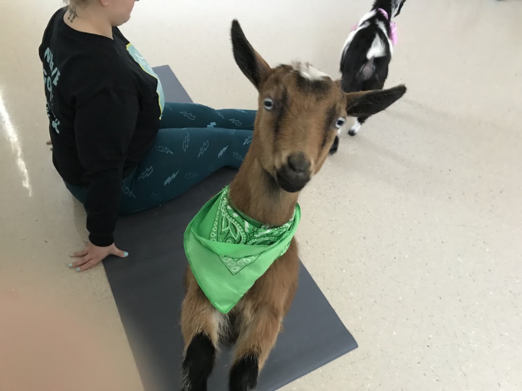 Goat Your Back Farm & Yoga | 1797 10th Side Rd, Tottenham, ON L0G 1W0, Canada | Phone: (416) 970-3089