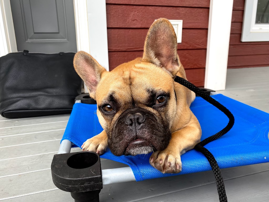 Balanced Doghouse | 229 Cheese Factory Rd, Goshen, NS B0H 1M0, Canada | Phone: (902) 870-4371