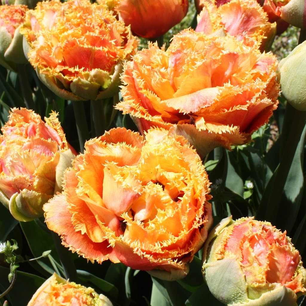 Hat Trick Farms | 18968 Fargo Rd, Blenheim, ON N0P 1A0, Canada | Phone: (519) 401-0414