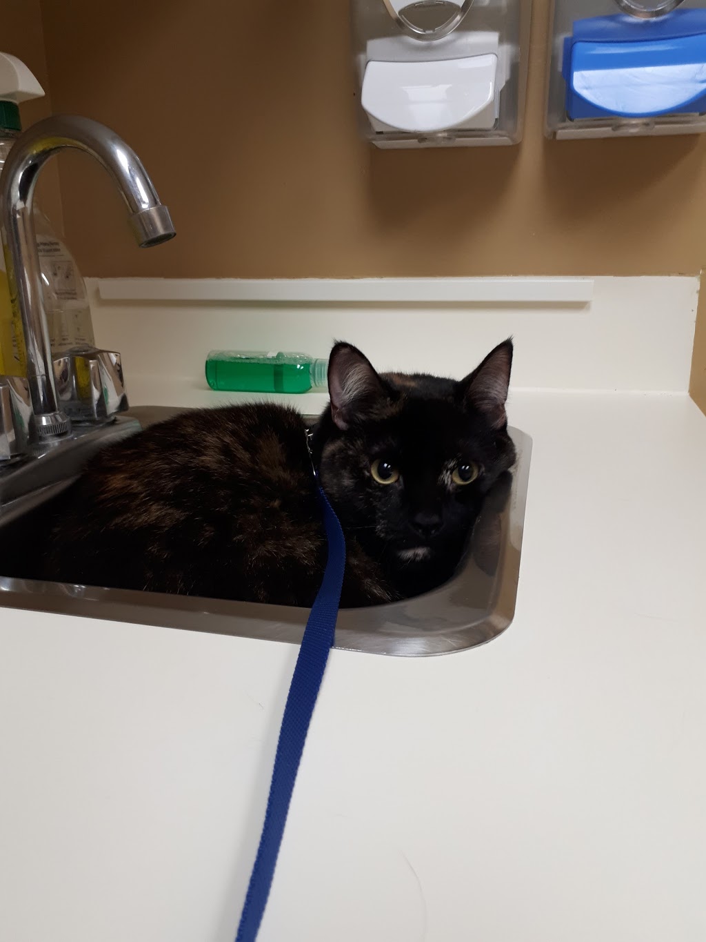 Dewdney Animal Hospital | 11965 228 St, Maple Ridge, BC V2X 6M1, Canada | Phone: (604) 467-1161