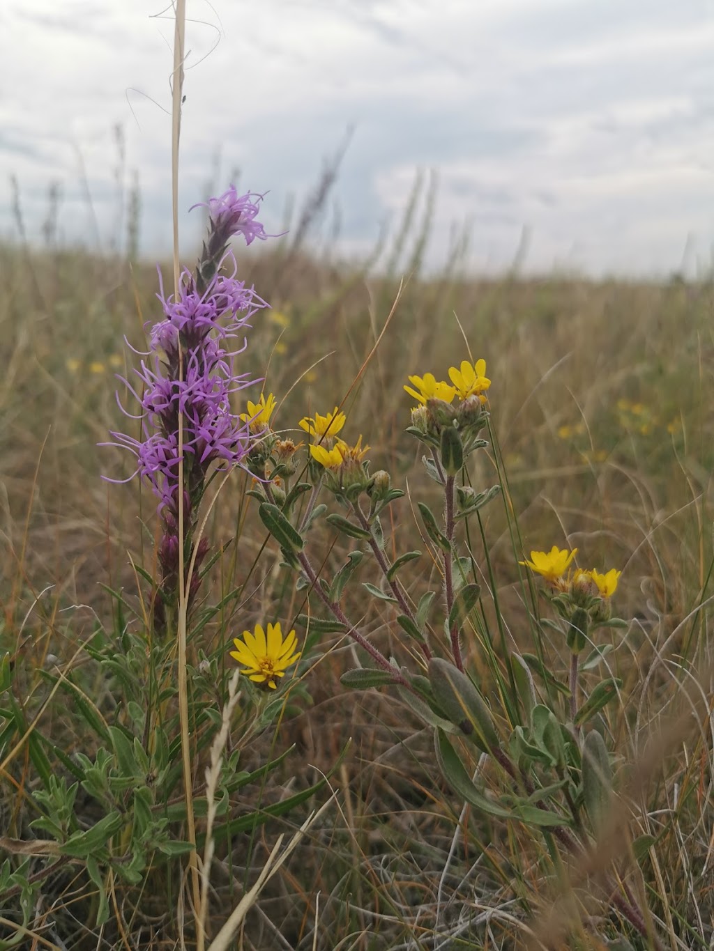Buffalo View Campground | Unnamed Road, 1P0, Findlater, SK S0H 4C0, Canada | Phone: (306) 693-7453
