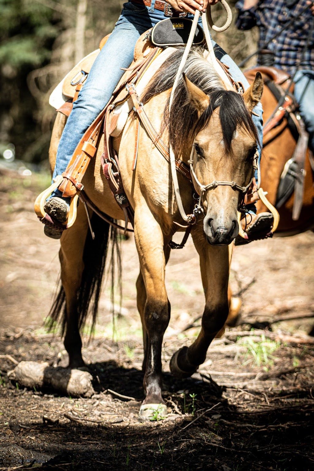 ProHorse | 30301, Range Rd 52, AB T0M 2E1, Canada | Phone: (587) 436-5572