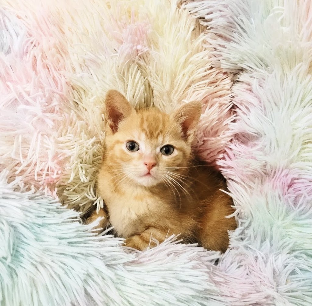 Purrfect Haven Cat Rescue | 6 Imperial Rd, London, ON N5X 2G6, Canada | Phone: (226) 578-0115