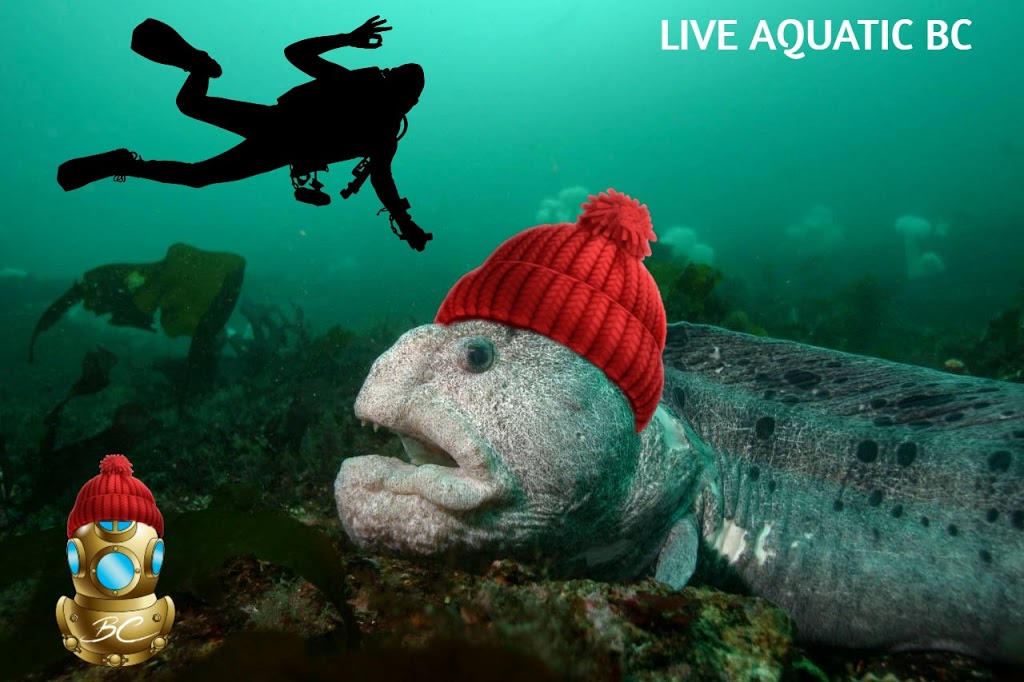 LIVE Aquatic BC | 5010 Johnstone Rd, Madeira Park, BC V0N 2H1, Canada | Phone: (604) 212-2345