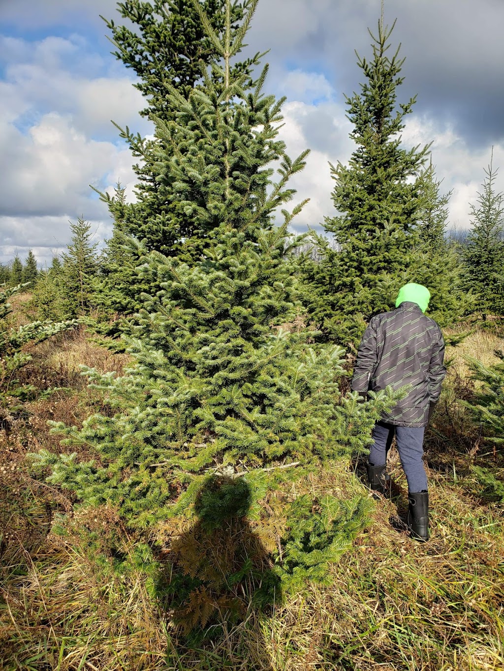 Whispering Willow Christmas Tree Farm | 7113 Brown Rd, Brockville, ON K6V 5T2, Canada | Phone: (613) 620-3909