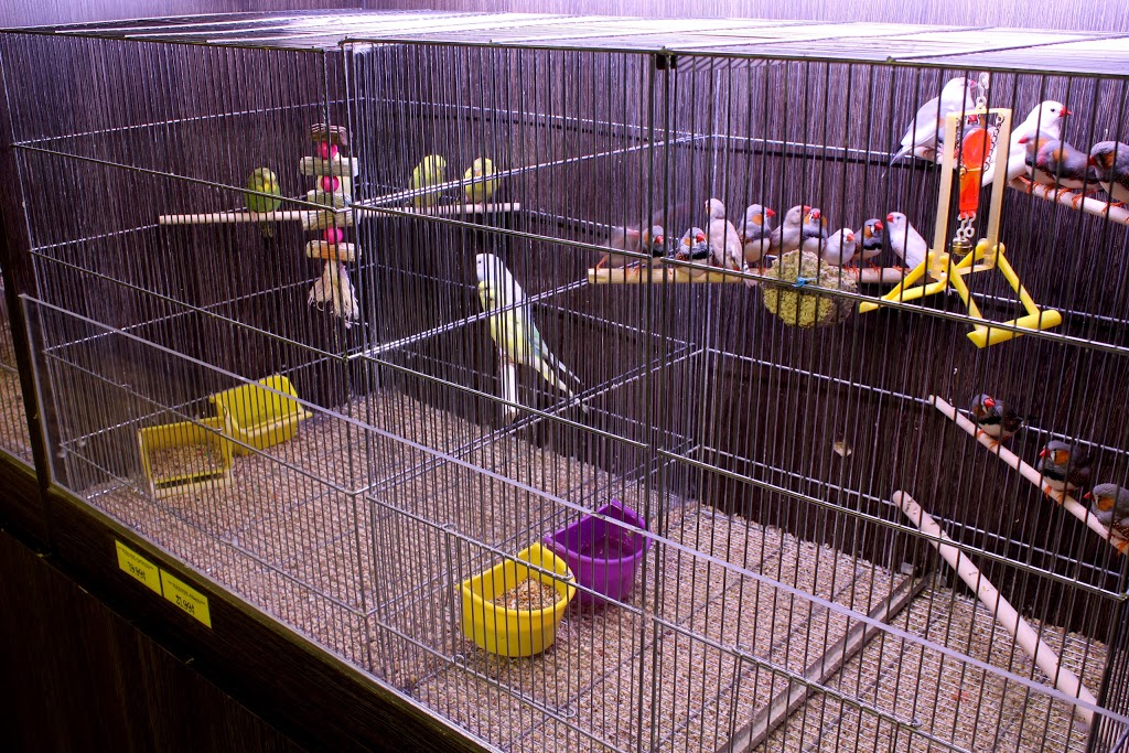 Animalerie Animazoo | 520 Boulevard Frontenac O, Thetford Mines, QC G6G 5V9, Canada | Phone: (418) 335-7645
