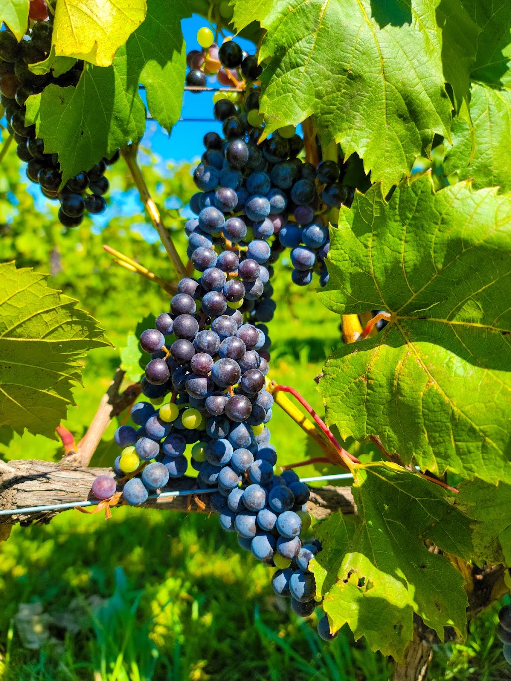 Vignoble Ste-Pétronille - Winery & Cidery | 8705 Chem. Royal, Sainte-Pétronille, QC G0A 4C0, Canada | Phone: (418) 828-9554