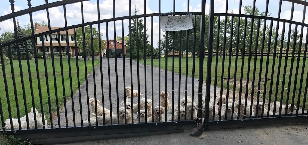 Two Willows Senior Dog Sanctuary | 259 Farr St, Fenwick, ON L0S 1C0, Canada | Phone: (647) 228-8645