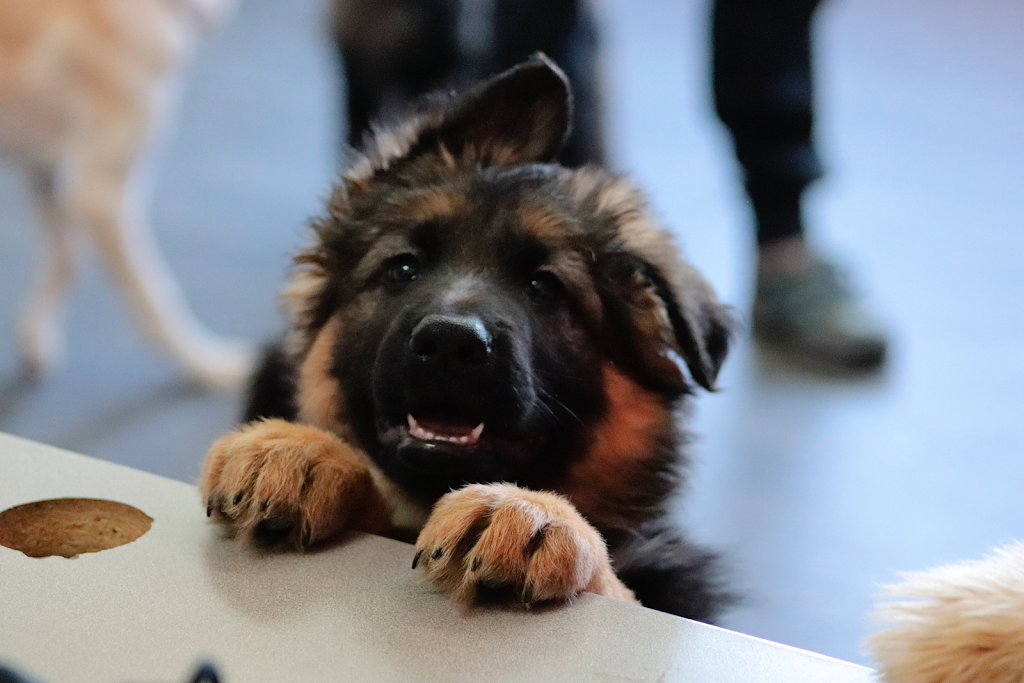École d’Obéissance Canine du Saguenay | 2885 Bd du Royaume, Jonquière, QC G7X 7V3, Canada | Phone: (418) 550-5524