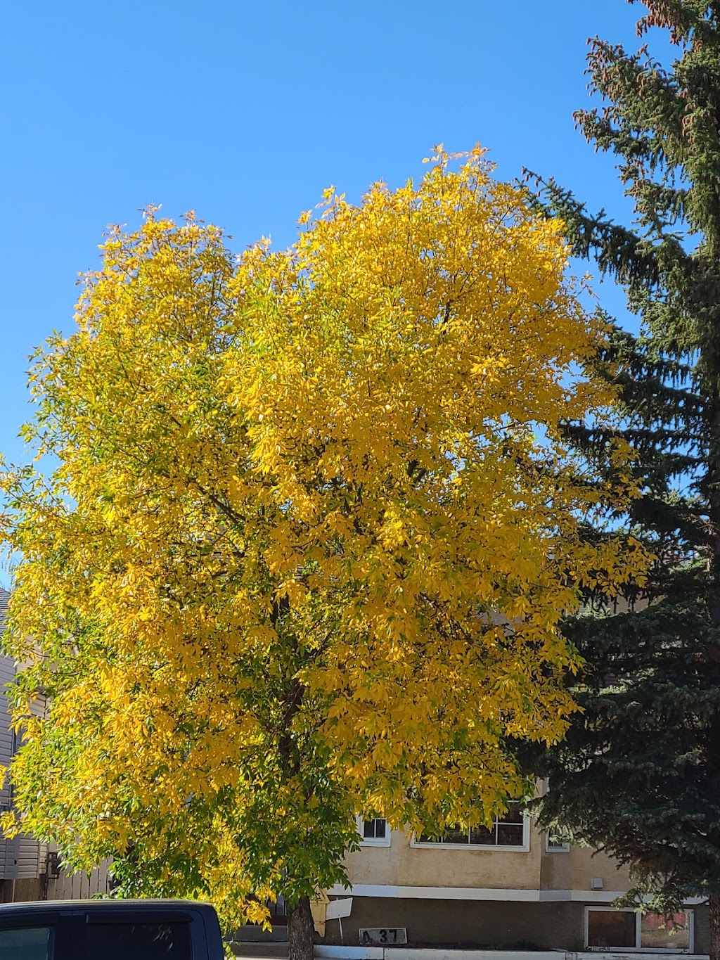 Harvest Hills Community Garden | 520 Harvest Lake Dr NE, Calgary, AB T3K 4C3, Canada | Phone: (403) 226-6422
