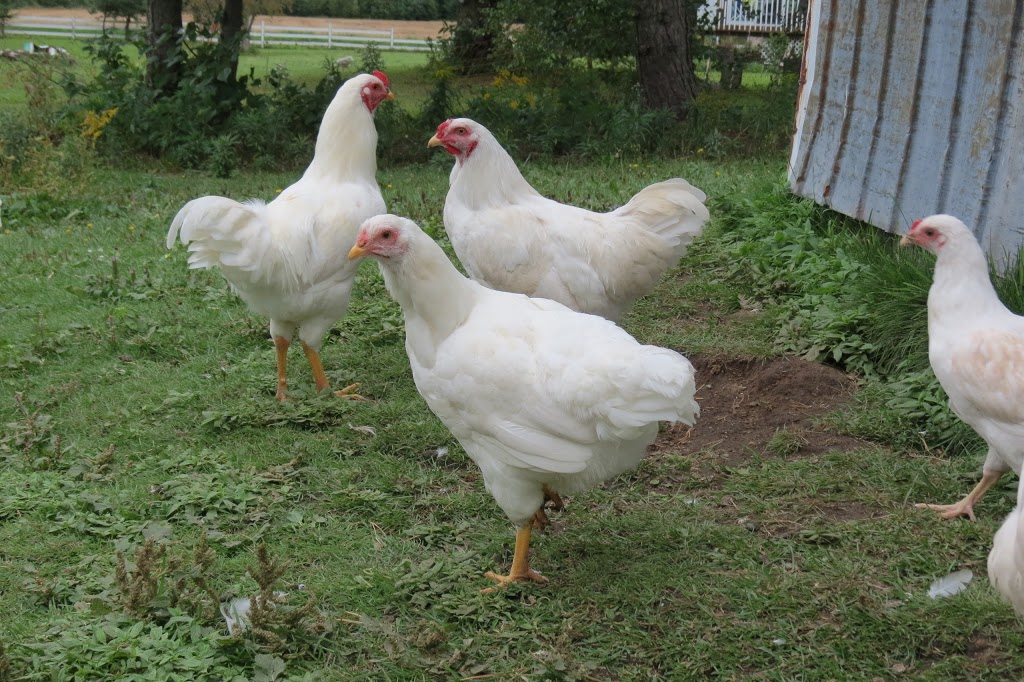 Ferme Rosa | 953 1e Rang, Val-Alain, QC G0S 3H0, Canada | Phone: (418) 744-1313