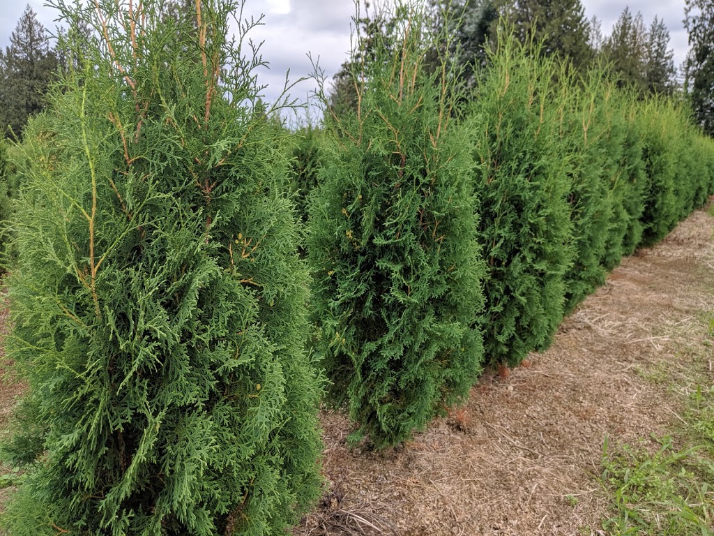 Camson Creek Cedars | 29219 Sangara Ave, Abbotsford, BC V4X 2G3, Canada | Phone: (604) 857-5614