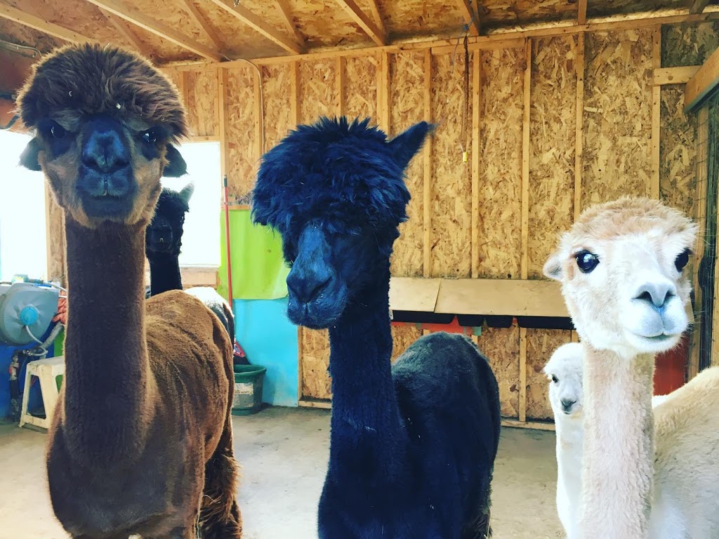 Alpaca Pachi inc. | 5 Mnt Fyfe, Saint-Constant, QC J5A 0M6, Canada | Phone: (450) 993-1482