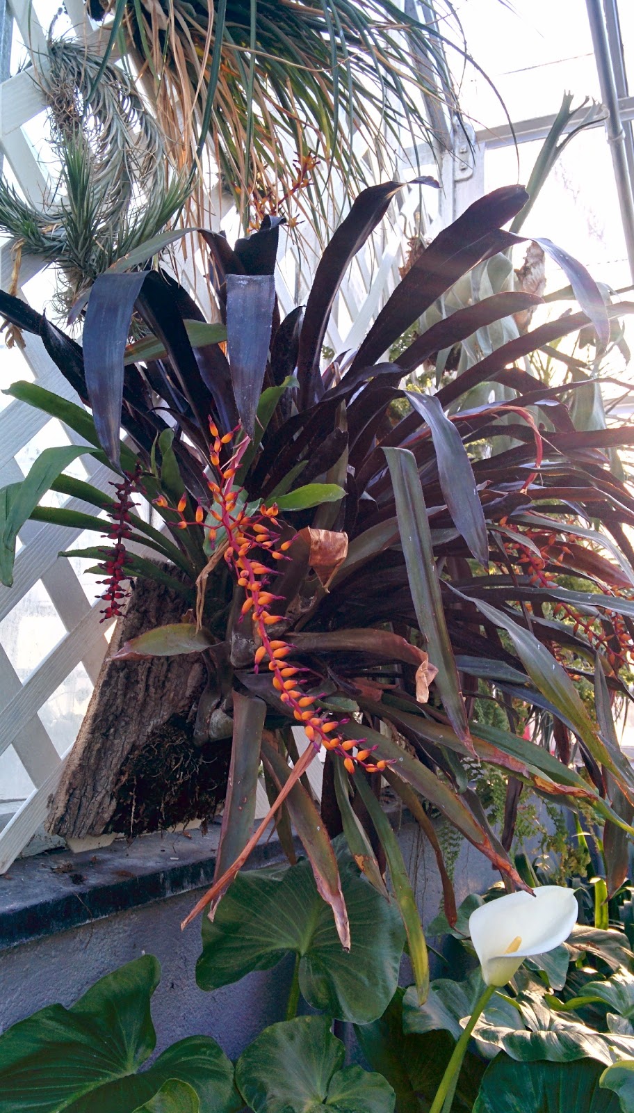 Westmount Conservatory and Greenhouses | 4626 Rue Sherbrooke O, Westmount, QC H3Z 2Z8, Canada | Phone: (514) 989-5230