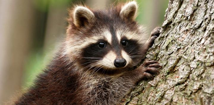 Four Seasons Wildlife Removal - Squirrel | Bird, Raccoon Removal | 88 Cedarcrest Blvd, East York, ON M4B 2P3, Canada | Phone: (416) 761-9777